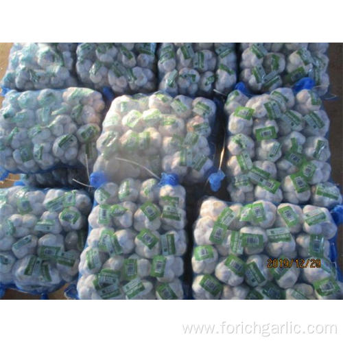 Hot Sale Normal White Fresh Garlic